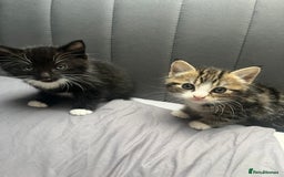 Bengal cats for sale: Bengal cross tabby girl kittens  - Advert 2