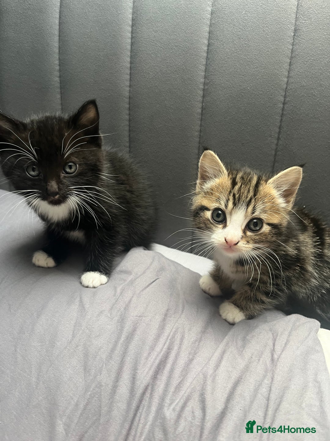 Bengal cats for sale: Bengal cross tabby girl kittens  - Advert 2