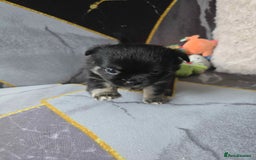 Chihuahua dogs for sale: 3 Adorable little princes chihuahua puppies - Image 13