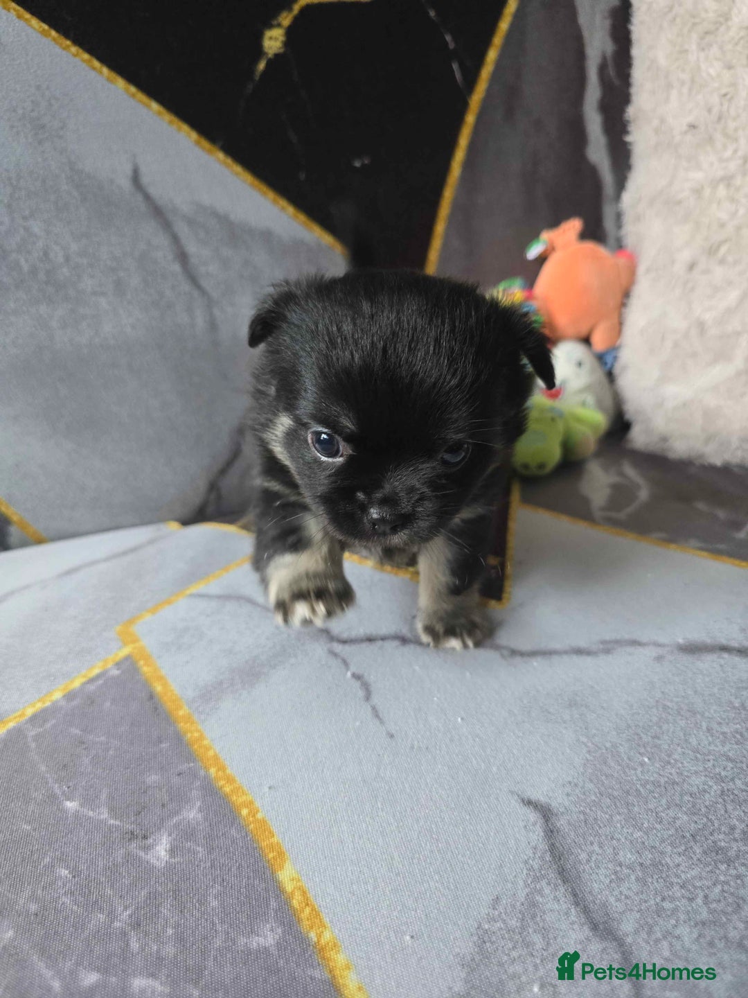 Chihuahua dogs for sale: 3 Adorable little princes chihuahua puppies - Image 13