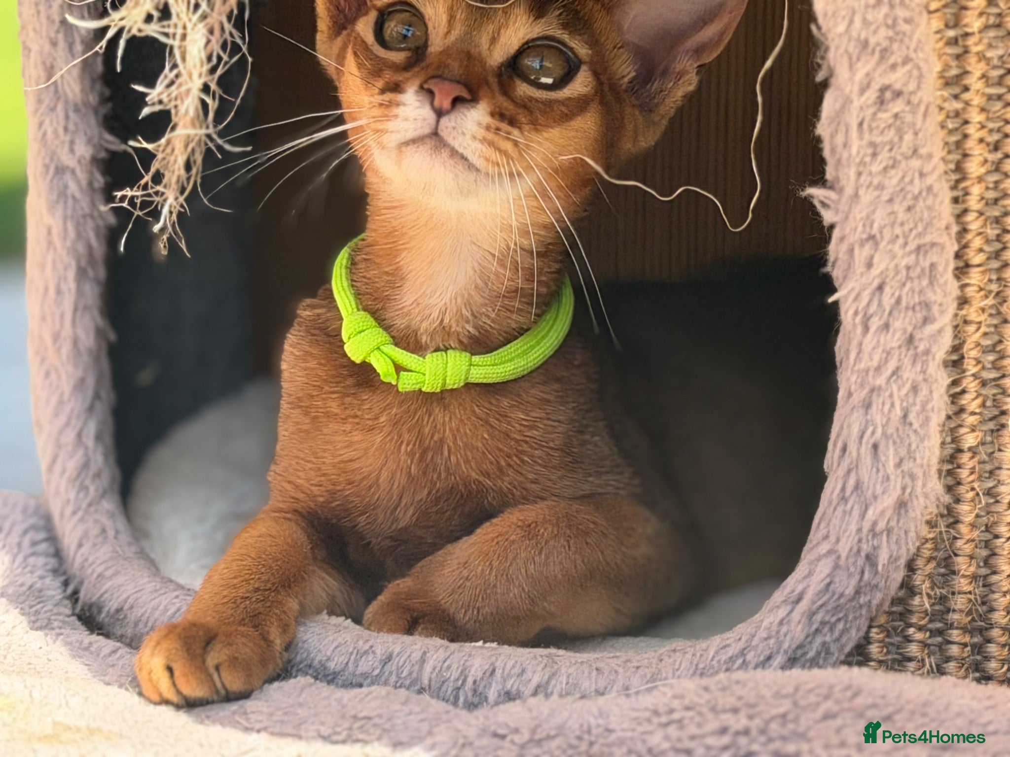Abyssinian cats Pure breed Abyssinian kitten GCCF registered  - Advert 1