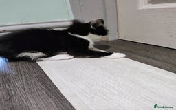 Mixed Breed cats for sale: 5 lovely kittens available  - Image 14