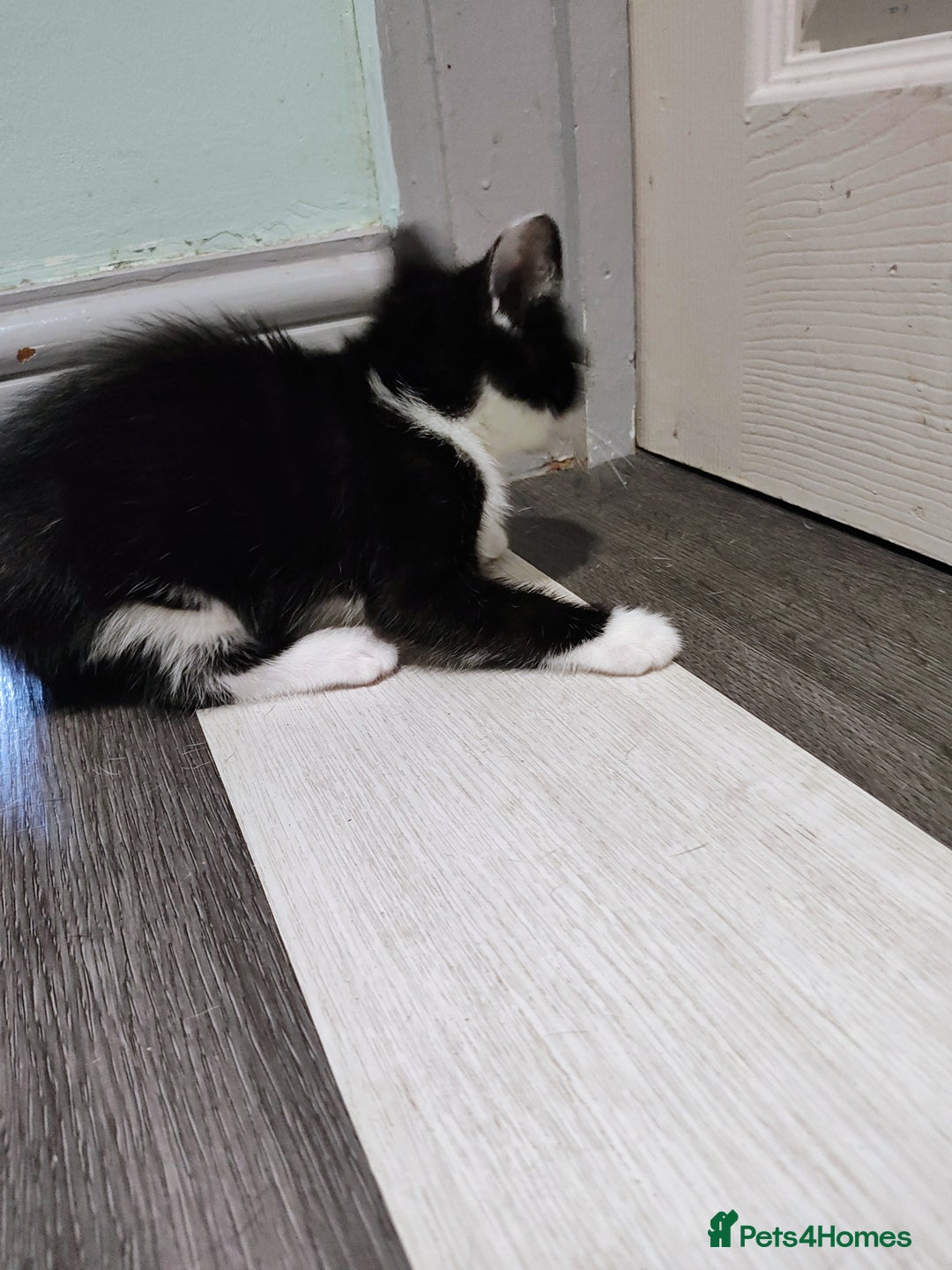 Mixed Breed cats for sale: 5 lovely kittens available  - Image 14