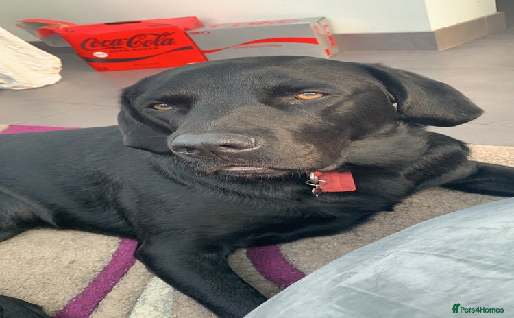 Labrador Retriever dogs - Advert 14