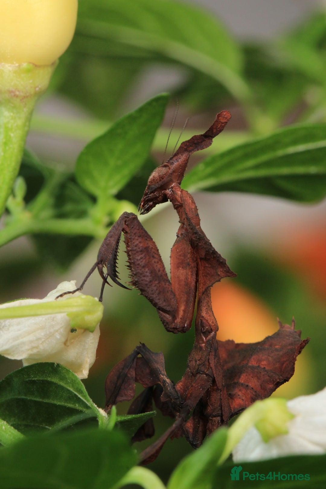 Praying Mantis invertebrates for sale: Ghost Mantis (phyllocrania paradoxa) ootheca  - Image 6