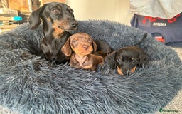 Miniature Dachshund dogs for sale:   🐾READY NOW🐾 | ONLY 1 BOY LEFT - Image 11
