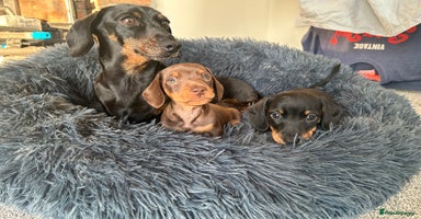 Miniature Dachshund dogs - Advert 4