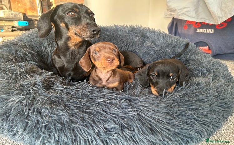 Miniature Dachshund dogs - Advert 3