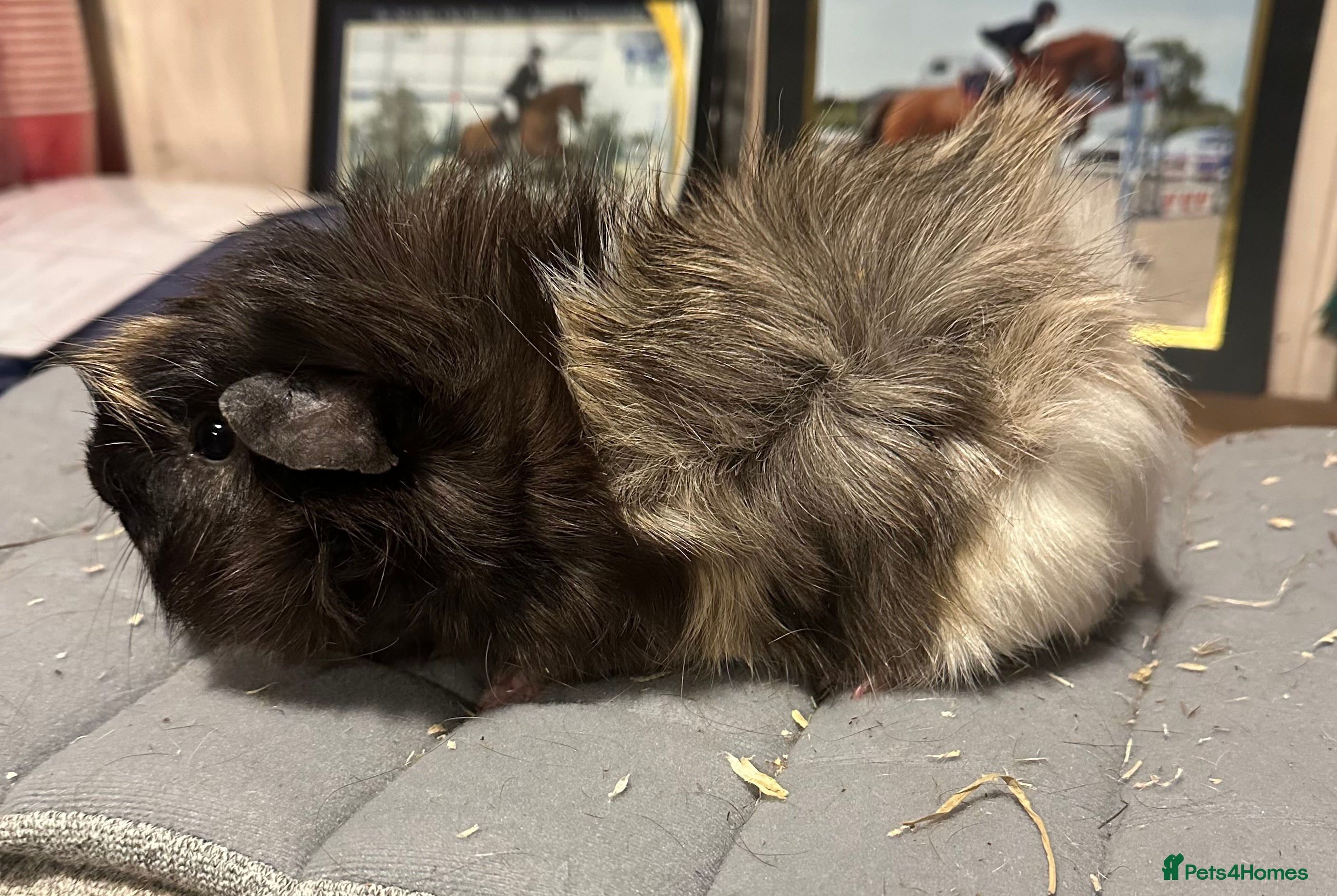 Guinea Pig rodents Two beautiful boys available  - Advert 16