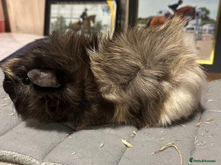 Guinea Pig rodents Two beautiful boys available - Advert 16