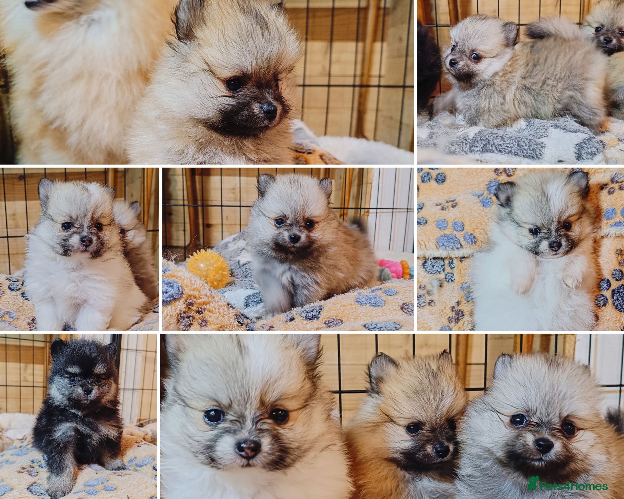Pomeranian dogs Extra small KC reg pomeranian puppies - 4 girls  - Advert 12