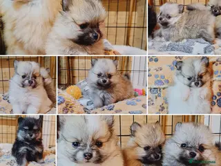 Pomeranian dogs Extra small KC reg pomeranian puppies - 4 girls - Advert 12