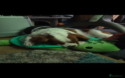 Cavalier King Charles Spaniel dogs for sale: Amazing boy looking for his forever home  - Advert 5