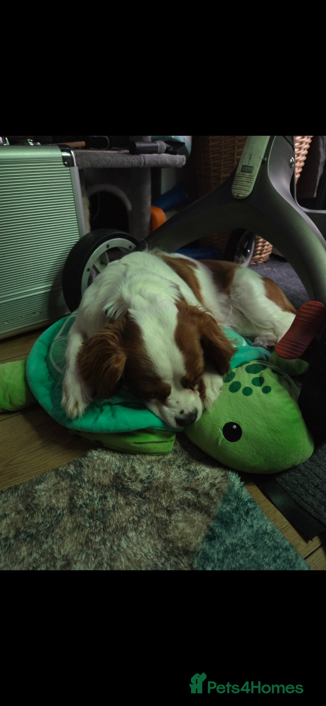 Cavalier King Charles Spaniel dogs for sale: Amazing boy looking for his forever home  - Advert 5