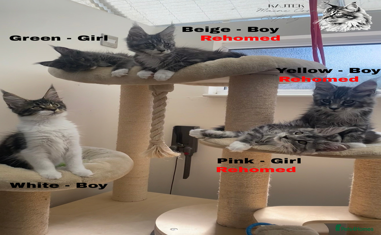 Maine Coon cats - Advert 16