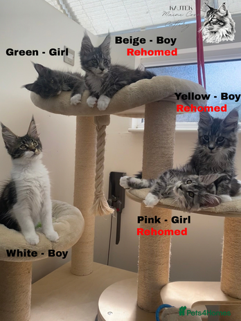 Maine Coon cats - Advert 16