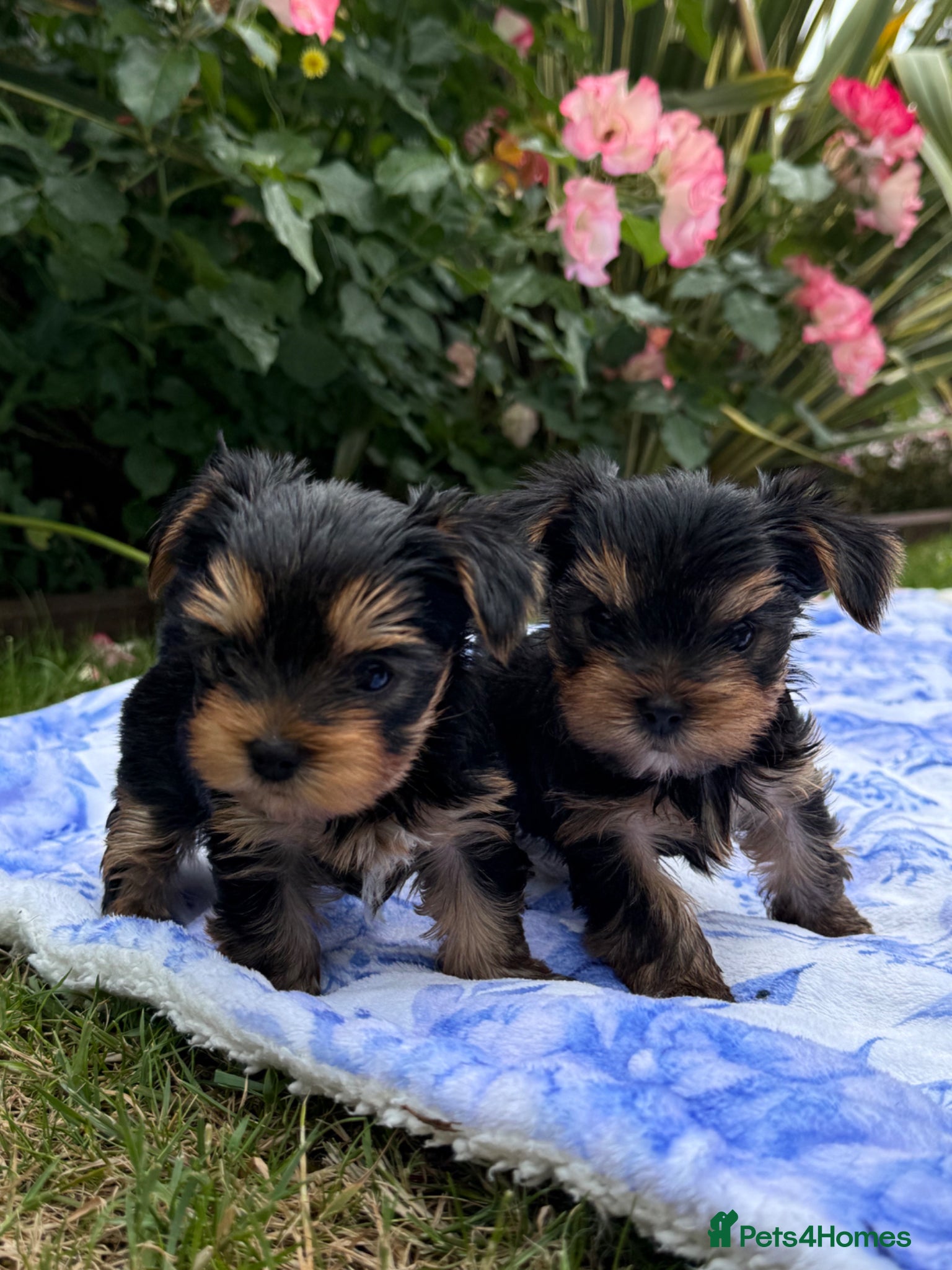 Yorkshire Terrier dogs Kc registered Yorkshire terrier puppies - Advert 1