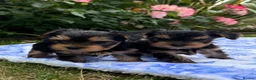 Yorkshire Terrier dogs for sale: Kc registered Yorkshire terrier puppies - Advert 1