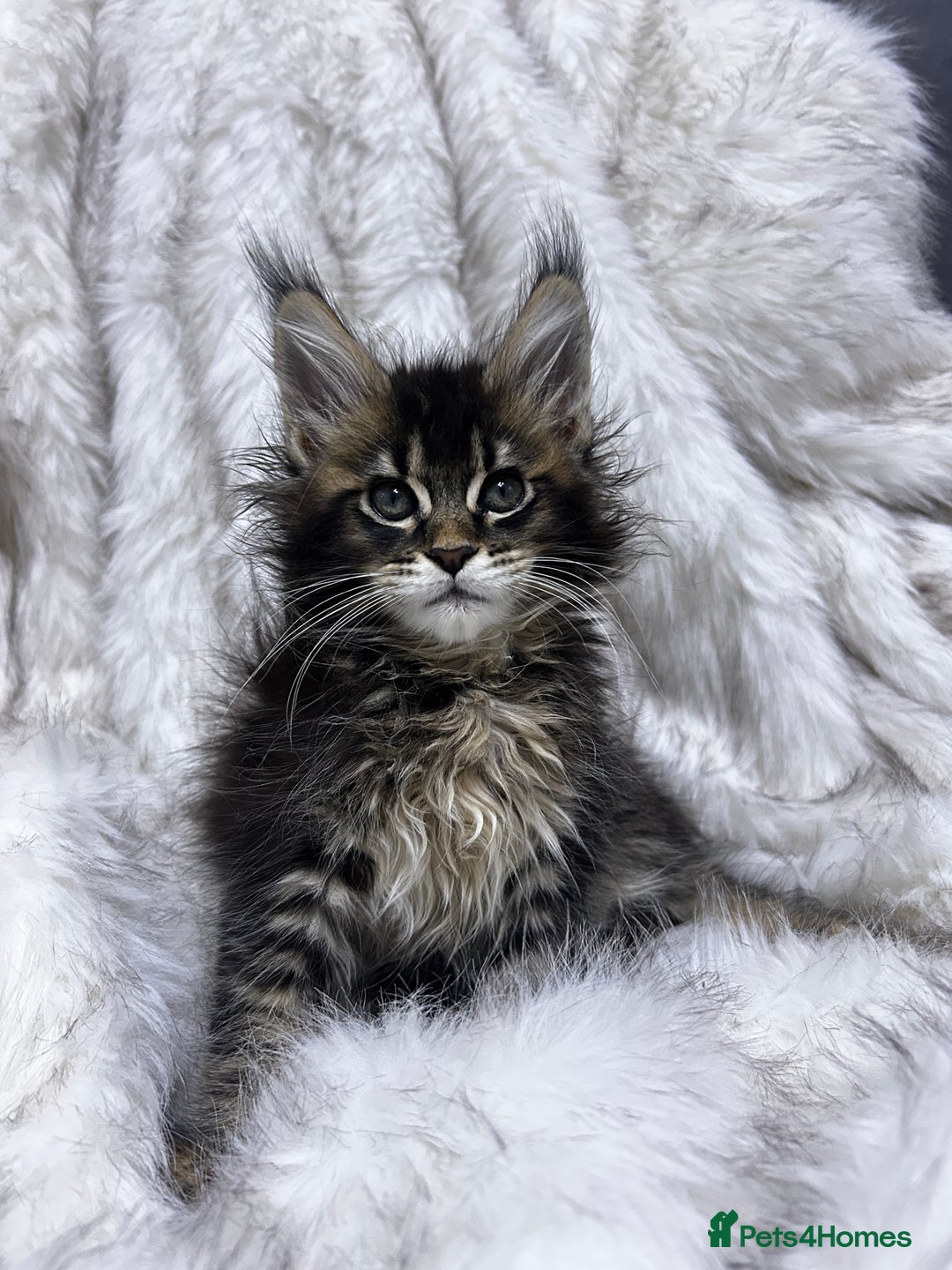 Maine Coon cats for sale: Maine Coon kitten  - Advert 9