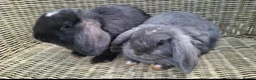 Mini Lop rabbits for sale: Bundle of fluffs ready to be reserved - Advert 7