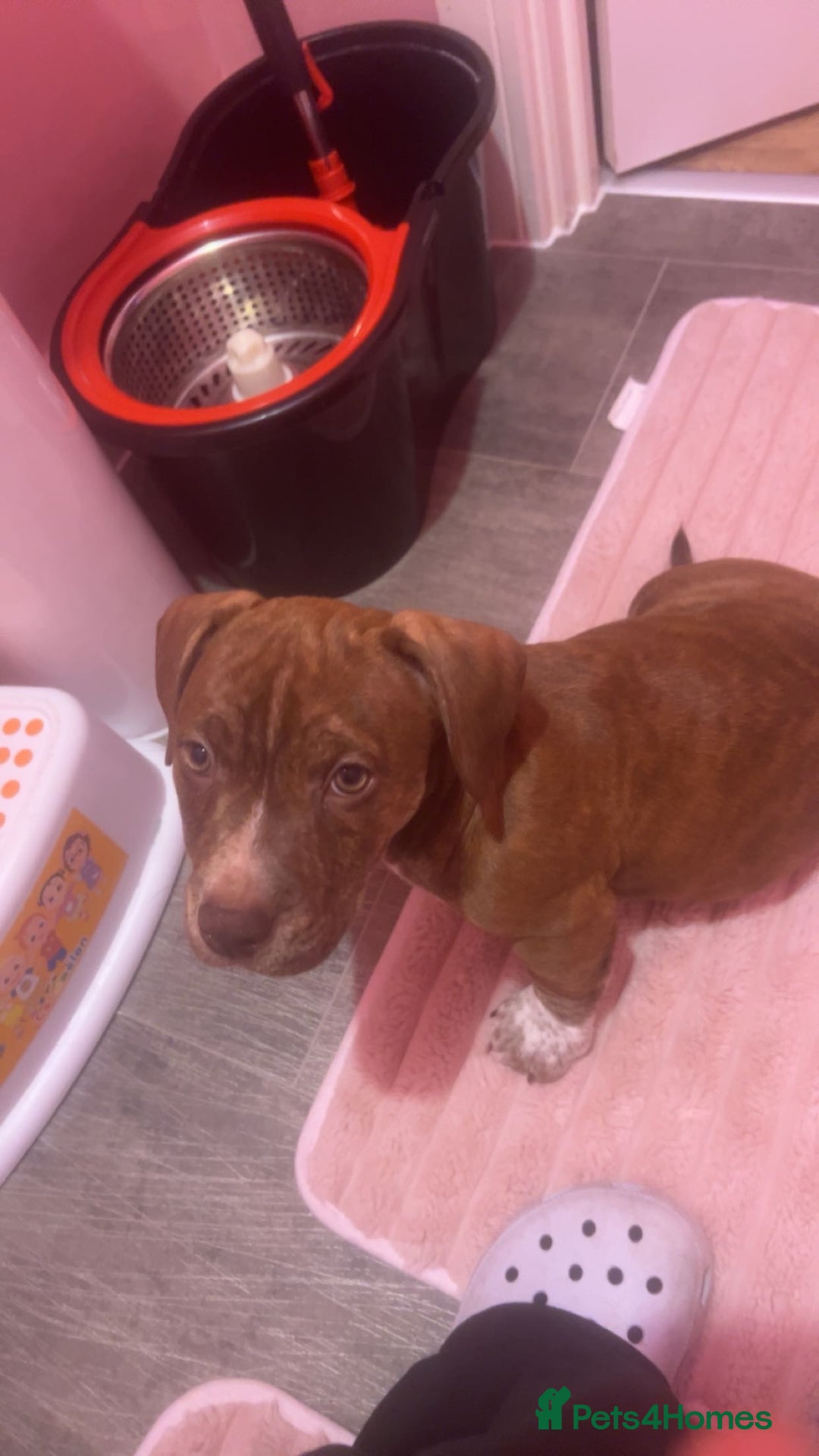 Mixed Breed dogs for sale: Rehome - Advert 3