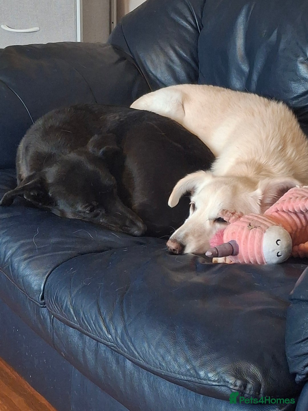 Whippet dogs for sale: 2 older beautiful dogs  - Image 1