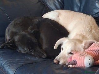 Whippet dogs - Advert 9