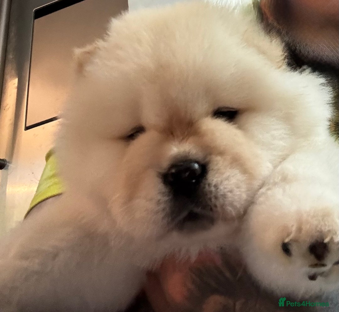 Chow Chow White Bear Looking Dog Chow Chow Dog Breed That Looks