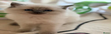 Ragdoll 6