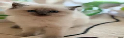Ragdoll cats for sale: Champion pedigree Chucky Ragdoll babies  - Advert 30