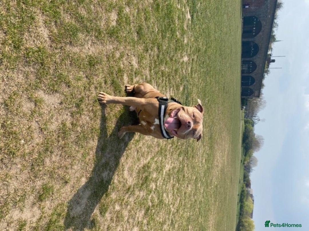 American Bully dogs for stud: American Bully For Stud in London - Image 6