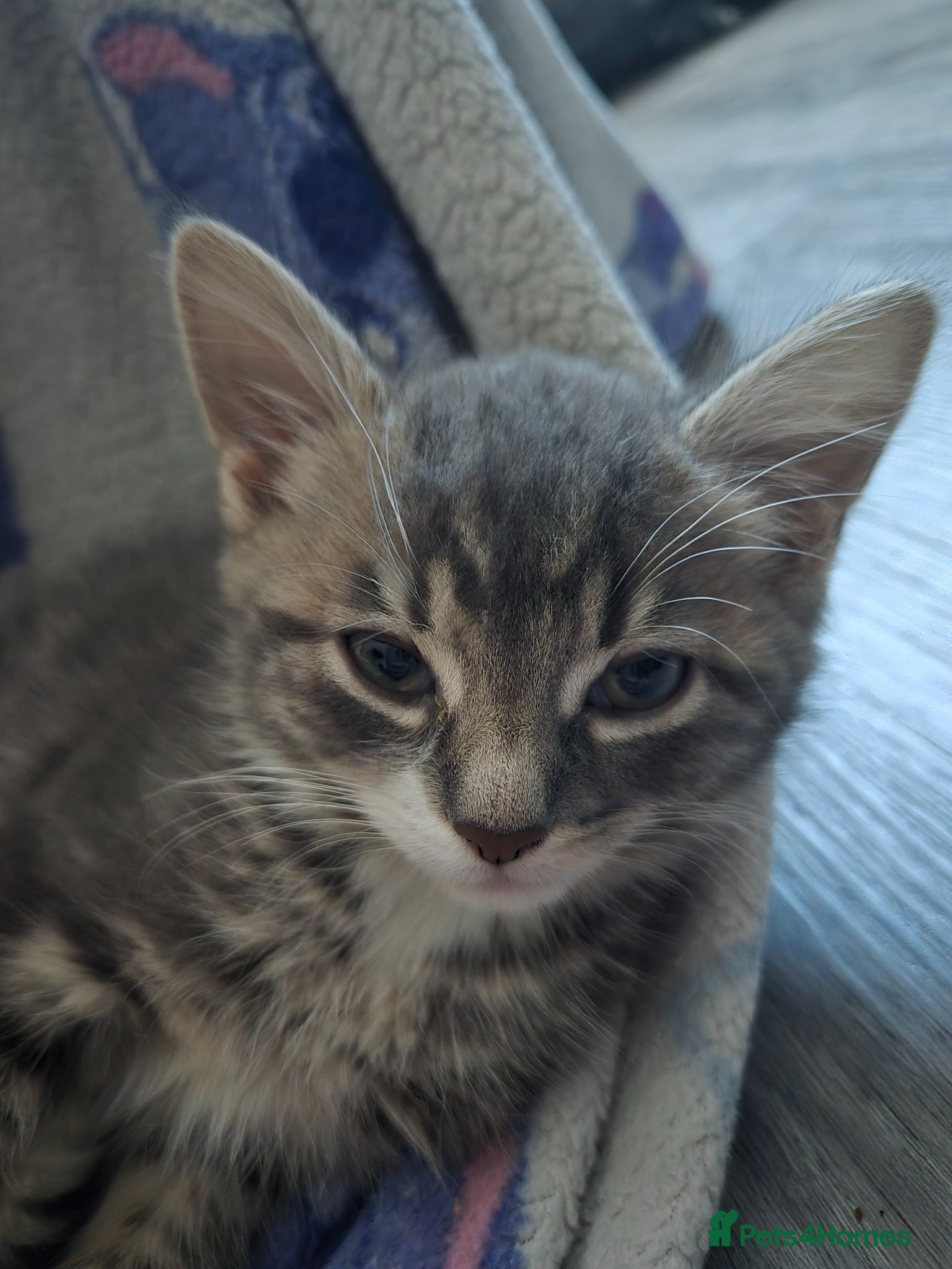 Mixed Breed cats for sale: Mixed mother bengal in Stoke-on-Trent - Advert 1