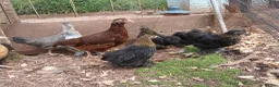 Chickens poultry for sale: Various young pullets - Advert 3