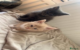 Maine Coon cats for sale: Tica Registered Maine coon kittens (one poly)  - Image 9