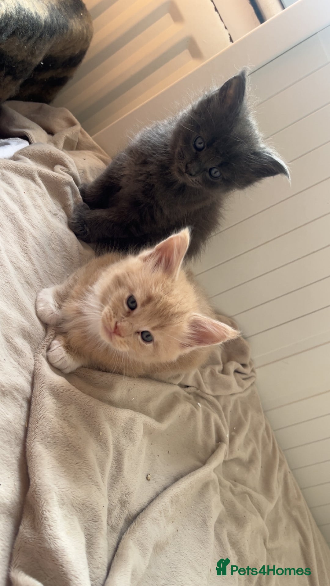 Maine Coon cats for sale: Tica Registered Maine coon kittens (one poly)  - Image 9