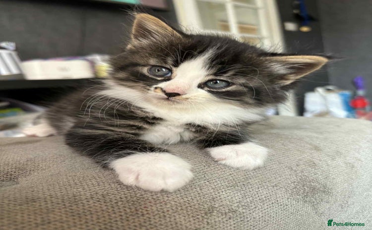 Mixed Breed cats - Advert 3