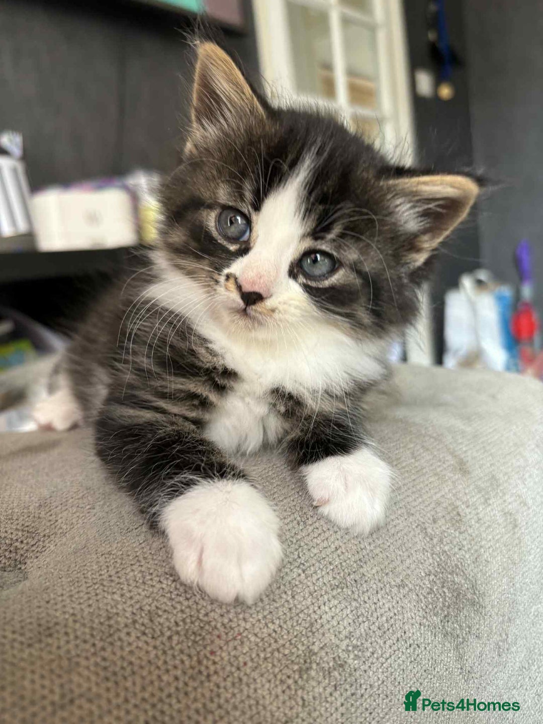 Mixed Breed cats for sale: Beautiful kittens for sale - Image 1