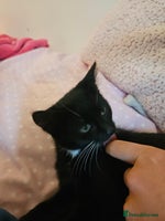 Mixed Breed cats - Advert 4