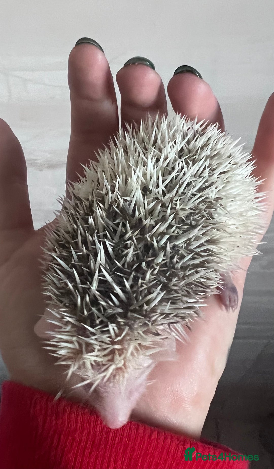 Pygmy Hedgehog rodents for sale: African Pygmy hedgehog hoglets  - Advert 3