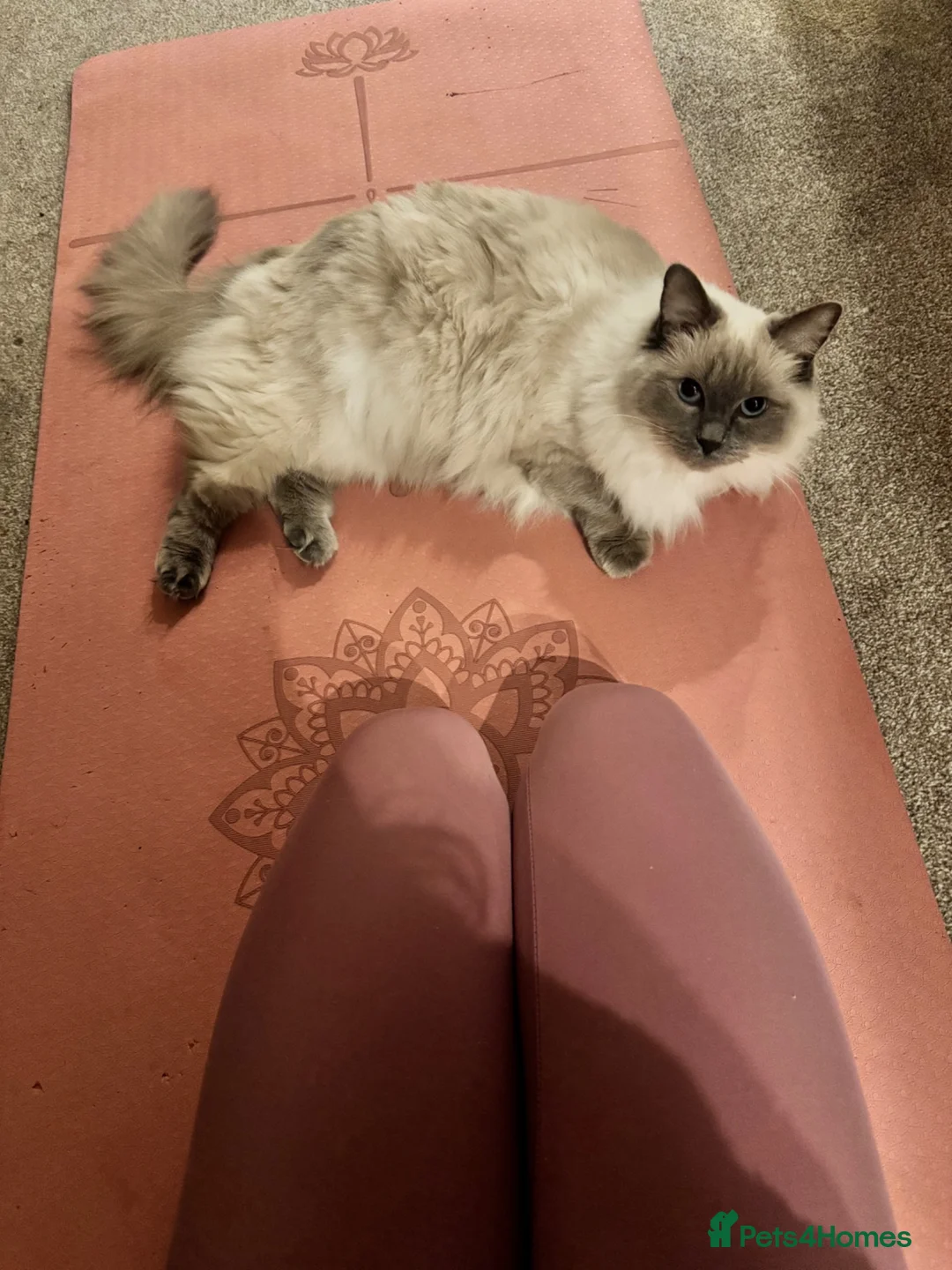 Ragdoll cats for sale: Blue Tabby Point Mitted Ragdoll Female in Sutton-in-Ashfield - Advert 4