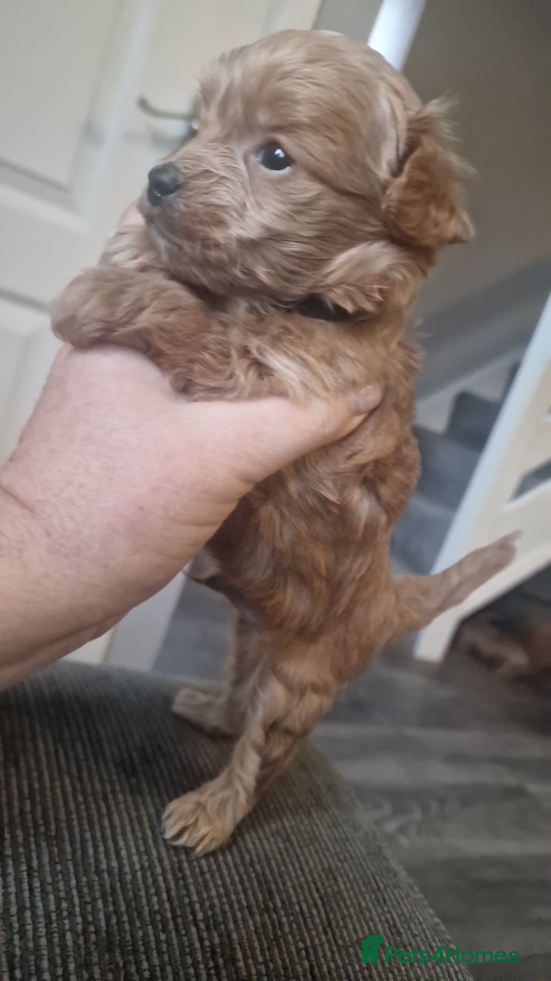 Chipoo dogs for sale: Asian chipoo  - Advert 5