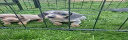 Miniature Dachshund dogs for sale: READY NOW 3 boys left Blue dapple daxies - Advert 16