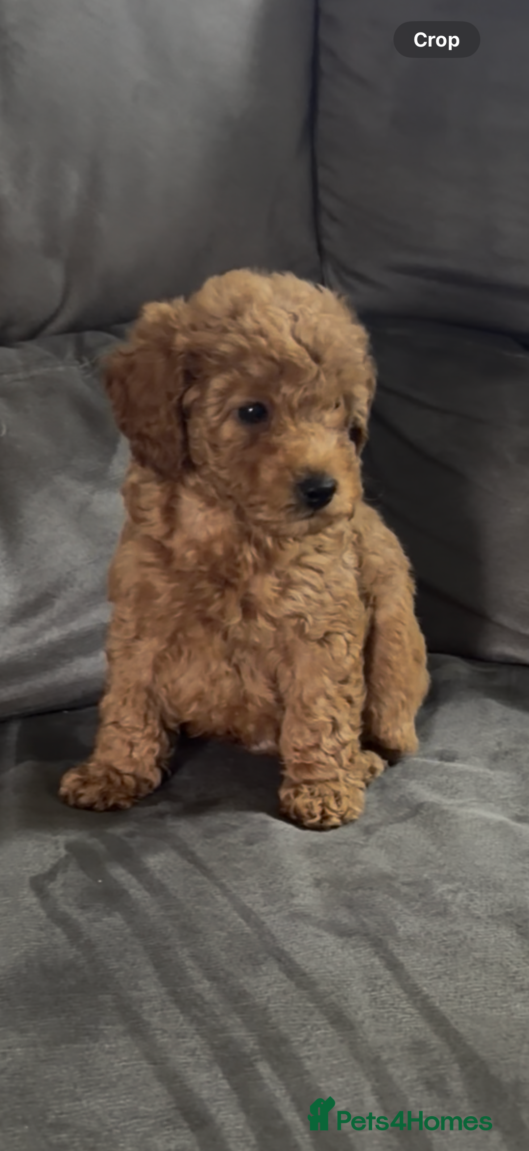 Toy Poodle dogs for sale: Stunning toy poodles  - Image 1
