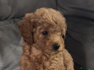 Toy Poodle dogs - Advert 11