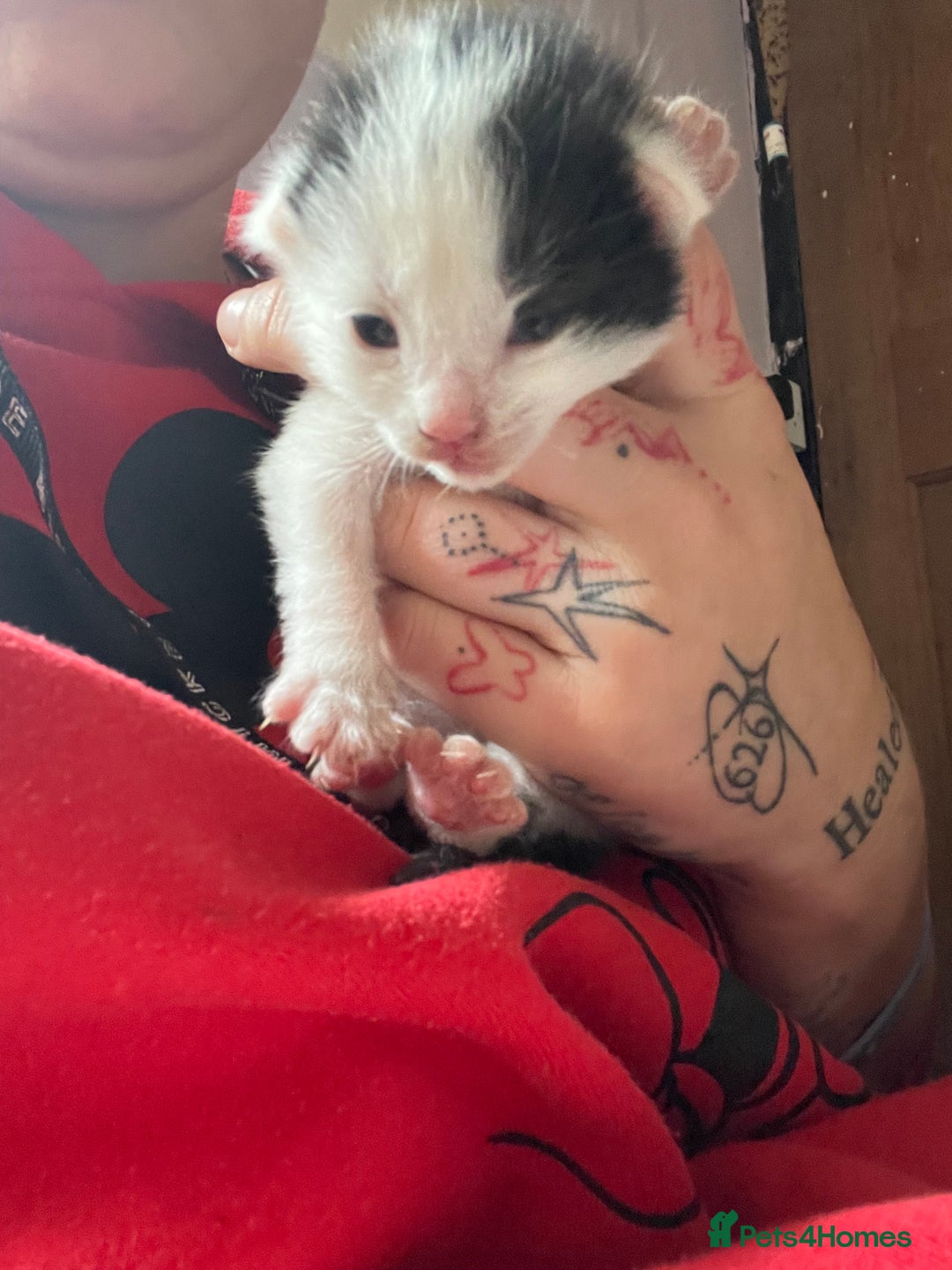 Mixed Breed cats for sale: Beautiful kittens  - Advert 11