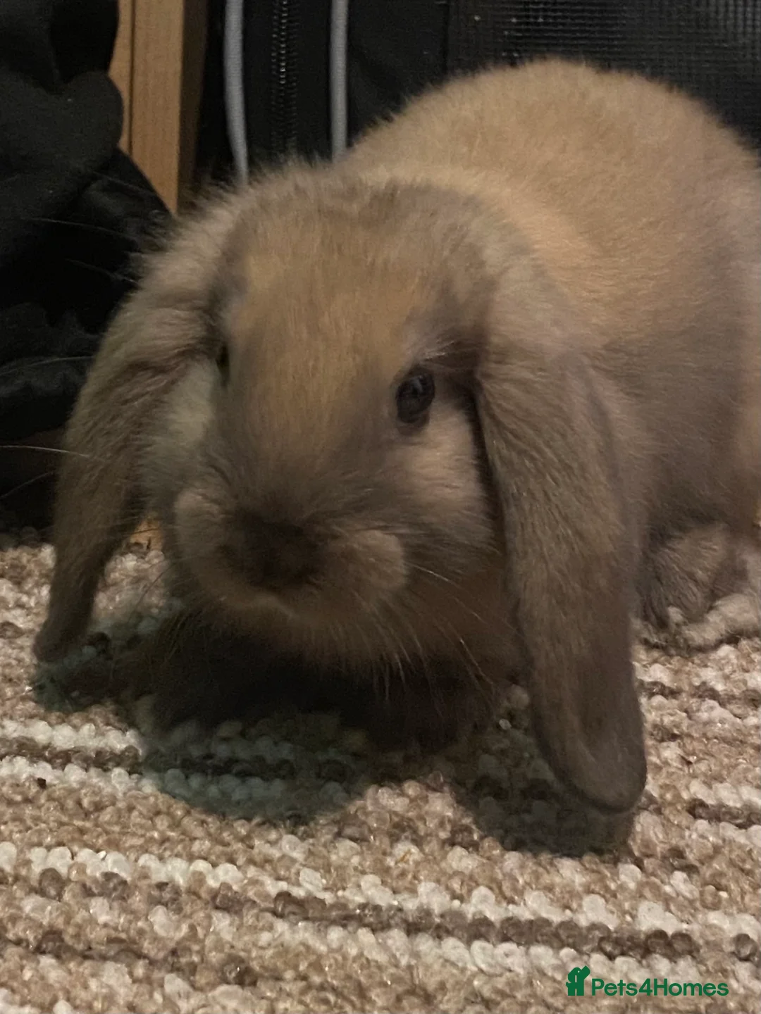 Mixed Breed rabbits for sale: 2 Male Rabbits for sale! - Advert 7