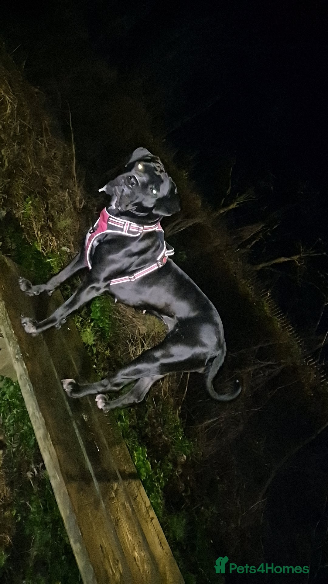 Mixed Breed dogs 3 of 12 Cane Corso x Husky ready to leave - Advert 2