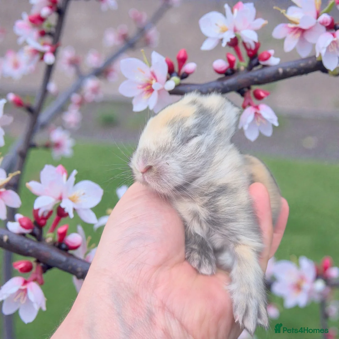 Angora rabbits for sale: 💗The most stunning angora- imported parents ❤️  - Advert 6