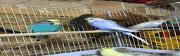 Budgerigars birds for sale: 13 budgies available  - Advert 11