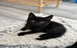 British Shorthair cats for sale: Kittens for sale  - Image 6